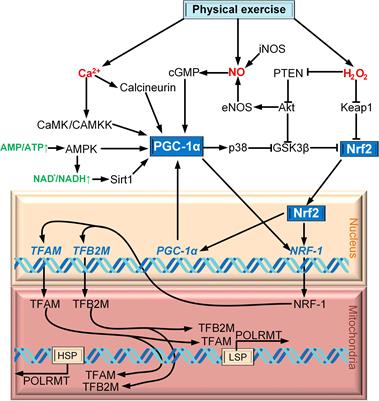 Regulation of Mitochondrial Biogenesis as a Way for Active Longevity: Interaction Between the Nrf2 and PGC-1α Signaling Pathways